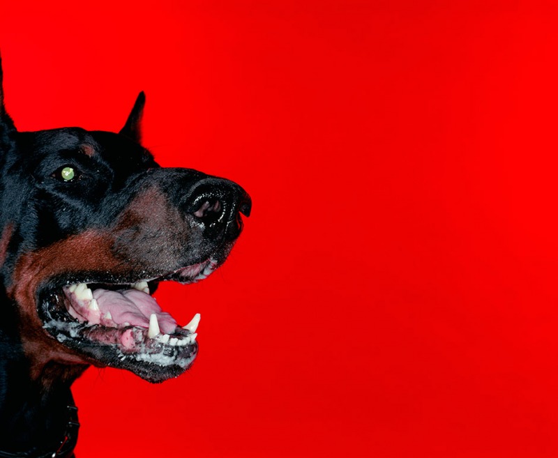 A Dog on Red Background, 2004