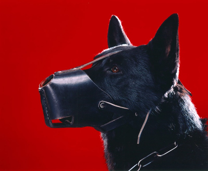 A Dog with a Muzzle on Red Background, 2004