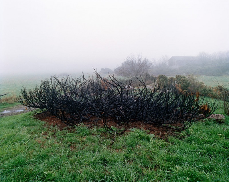 Burned Bush, 2002