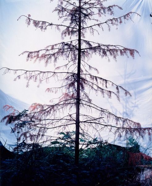 Tree I, 2003