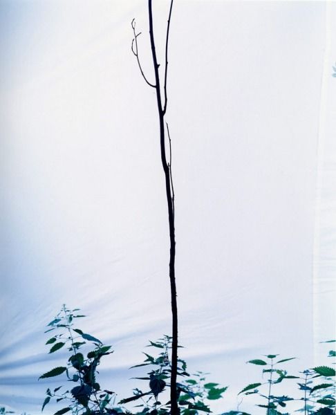 Tree II, 2003